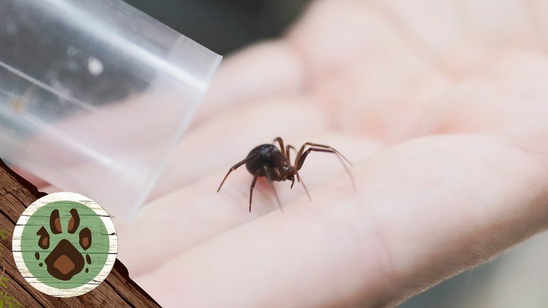 Piperspin Casino: Gratis Spins en Bonussen in Nederland Uitbetalen?