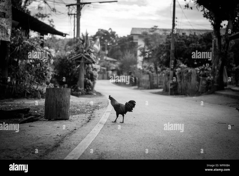Explore chicken road españa
